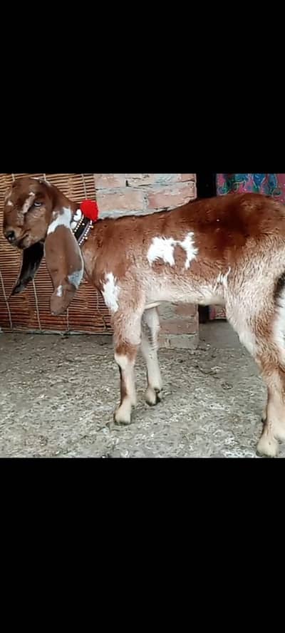 nagraa betal male A puls quality