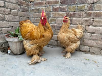 Heavy Golden Buff Pair For Sale