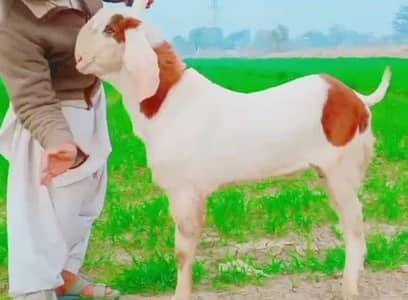 Gulabi Bakra for sale