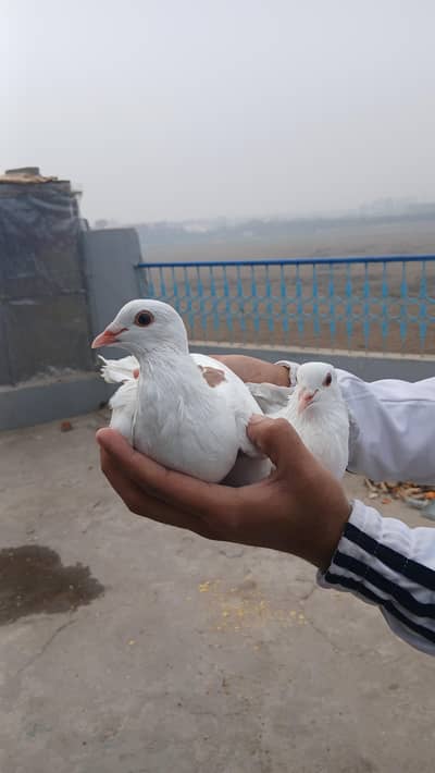 sharzi pigeons