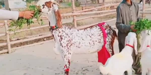 desi Bakri for sale 03327415379