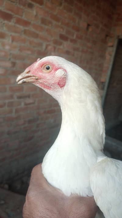 pure paper white madi white nok nail