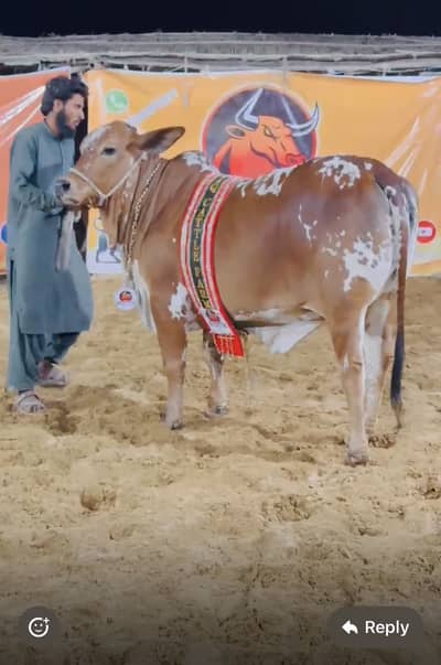 Bachri for sale 2026 qurbani pakki kheri