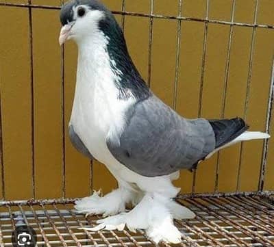 need shirazi female required