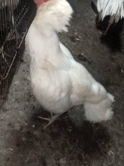 Heera Pair / Madi Blue eye / Chicks