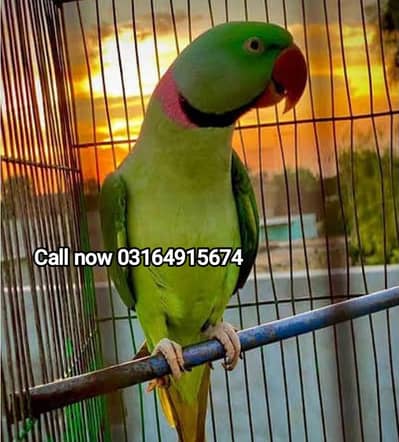 Raw parrot for sale  03164915674 Whatsapp
