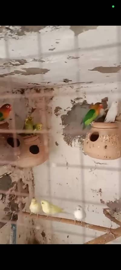 love bird and bajri pair