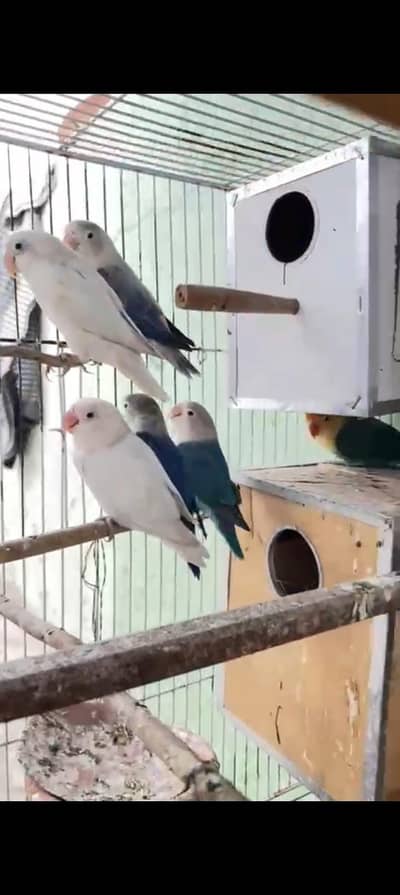 Love bird Parrot for sale Lovebirds parrots 03286919456