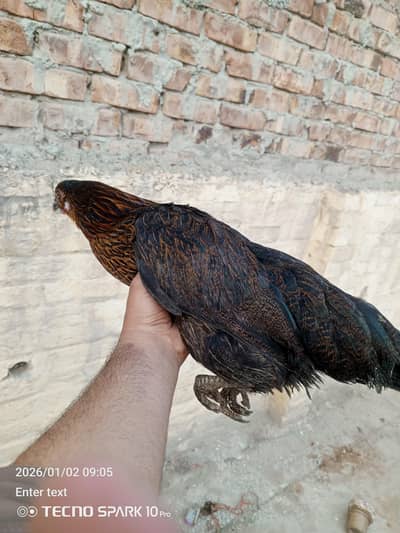 golden misri pair for sale