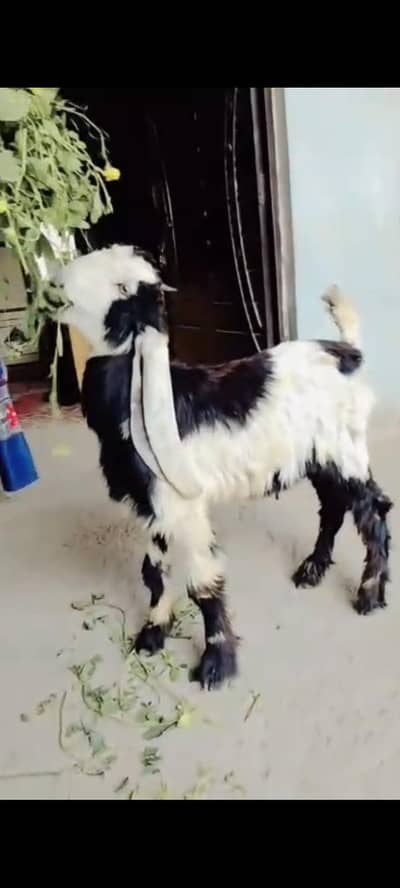 Bakra for Sale