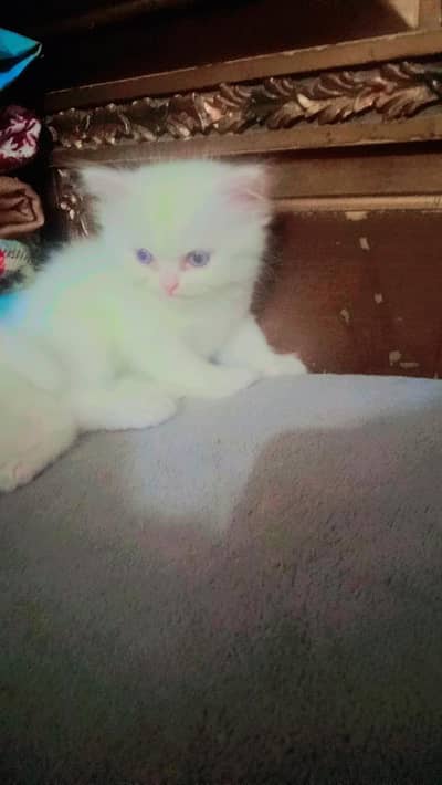 pure white kittens for sale 