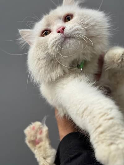 white male percian cat