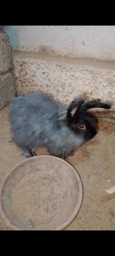 Lionhead-lop Male for Sale