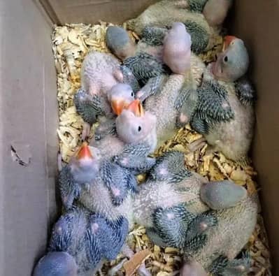 kashmiri raw parrot k bachay dastyab hai also ringneck chick available