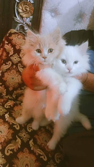 kitten couple