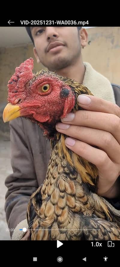 sindhi bandgadi aseel patha meharbani ais 0329/59/191/63 massage kre