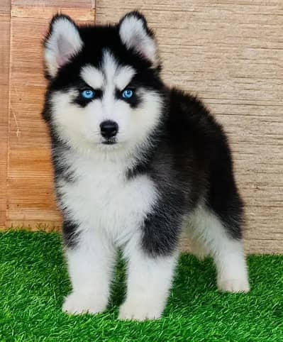Siberian Husky | odd eyes Husky puppies | triple coated | blue eyes