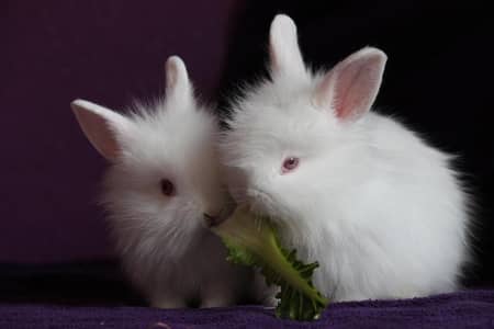 Angora Cross White Red Eyes Buniess