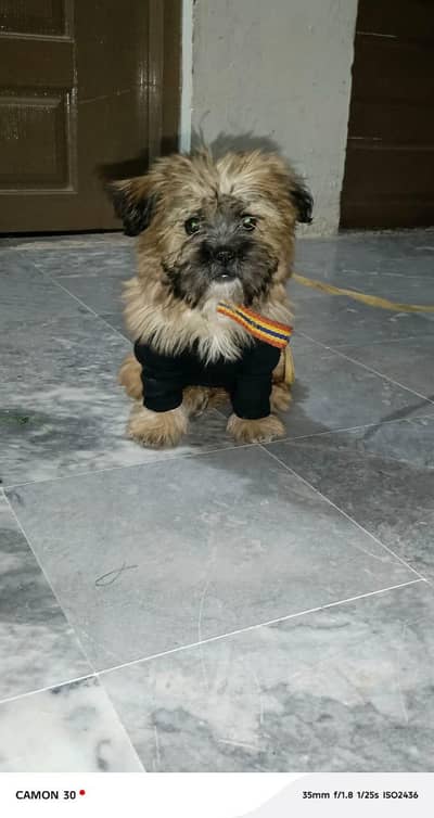 poodle puppy for sale