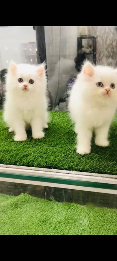 Puer Persian cat vaccinated triple coated