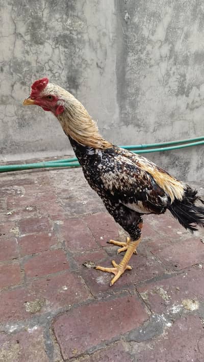 Aseel murga patha for sale good hight