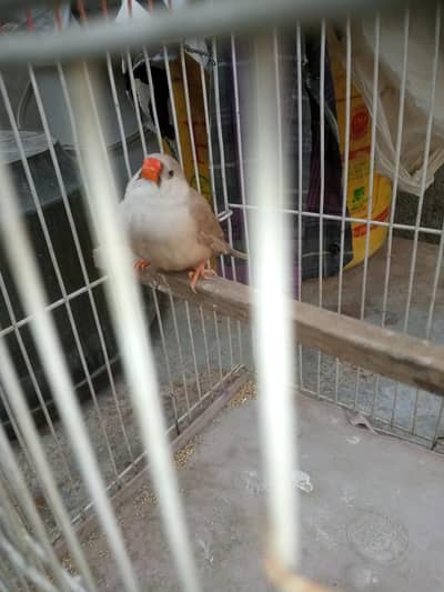 under size female sale