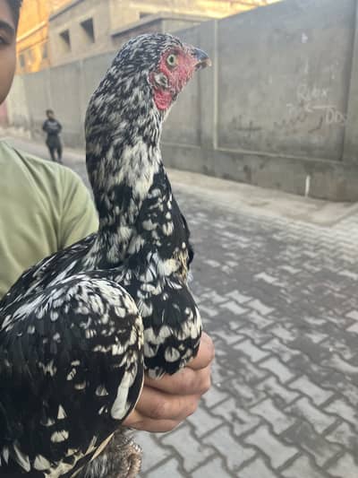 1 year old hen with her two chicks
