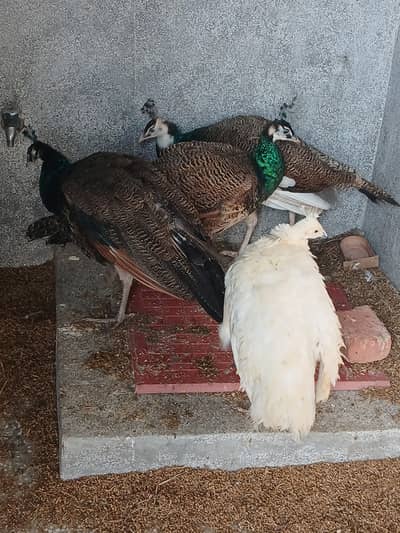 Peacock  4 Male+1 female reasonable pric