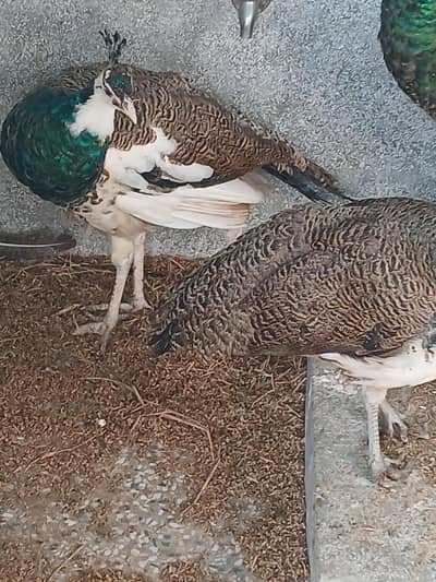 Peacock  4 Male+1 female reasonable pric