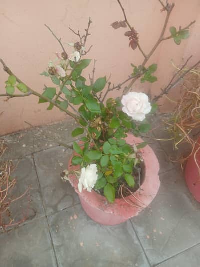 beautiful flowers with cemented gamly