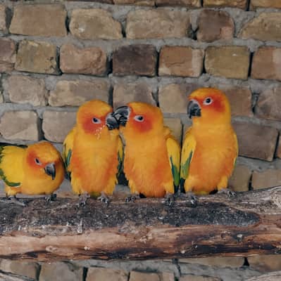 Sun Conure Parrot for Sale / sun conure / parrots pair / home breed