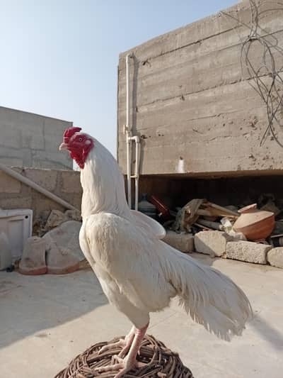 Heera Aseel Healthy And Active Male