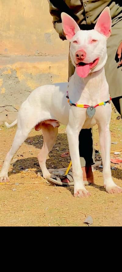 kohati gultair male dog for sale