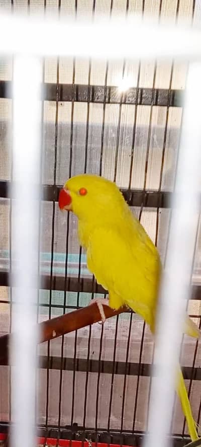 Urgent sale Mango color(Breeder Female)