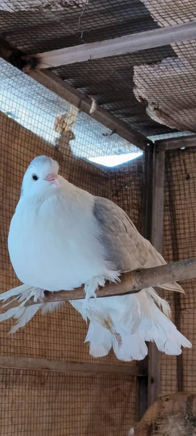 german line silver sherazi male