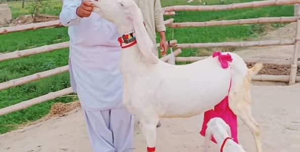 3 Bacchon Ka Sath Desi Bakri For Sale/ 03207353182