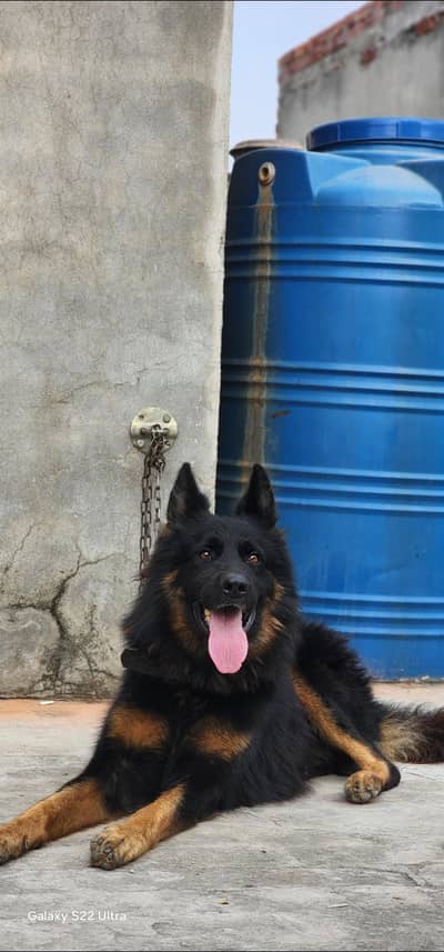 German shepherd Lond coat male