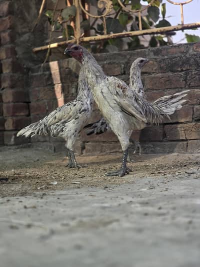 Dragon breed Available