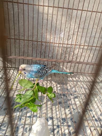 handtamed under exhibition budgie male king size.   and one male