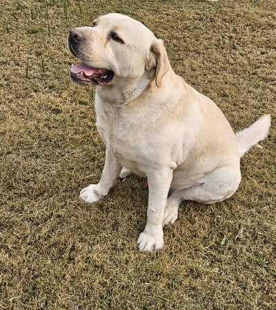 Labrador Male Pedigreed