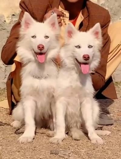 Russian Jodi confirm breeder for sale