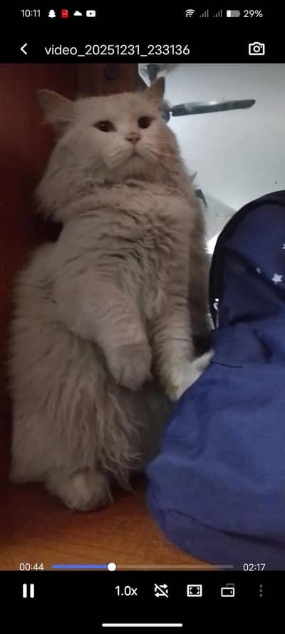 3 beautiful male cats for sale