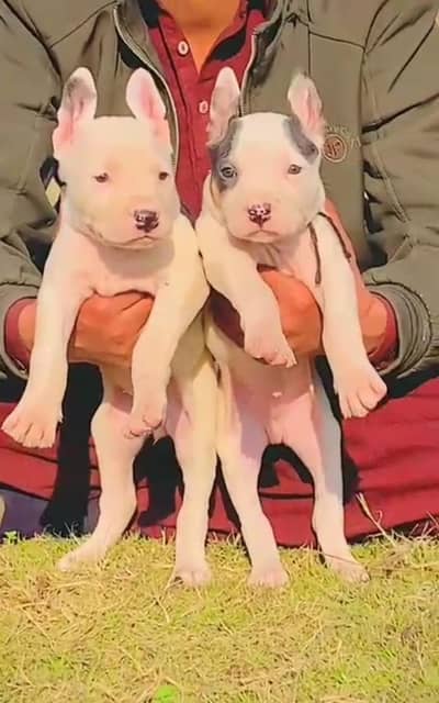 Pevar kohati gultair Jodi for sele