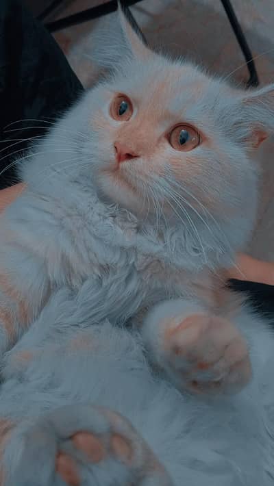 persian male cat . . . . only in Lahore