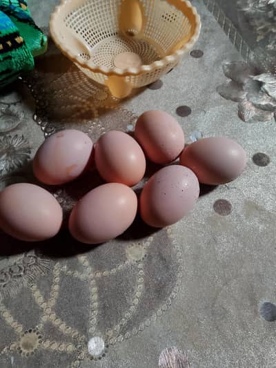 Golden buff hen k fertile eggs 