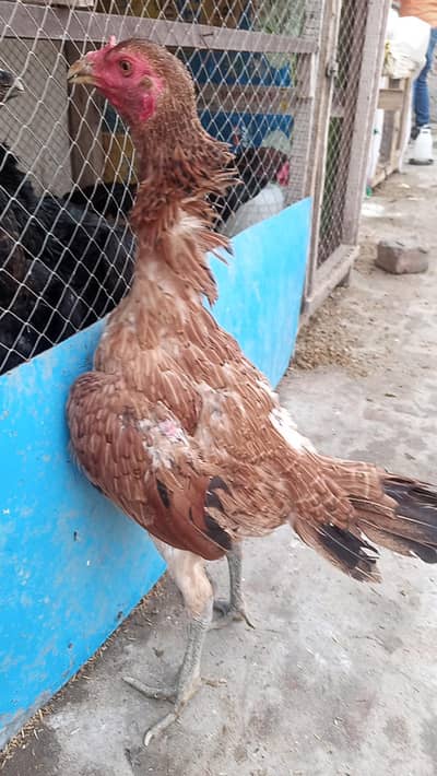 thai caras murgi 03209745706