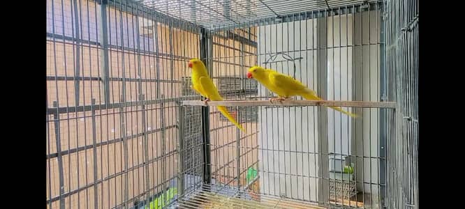 Yellow Ringneck Females