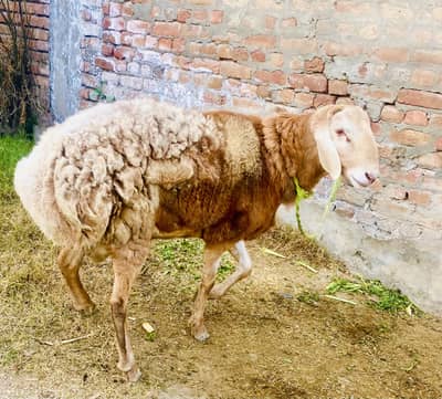 Ram Lamb, Sheep for Sale