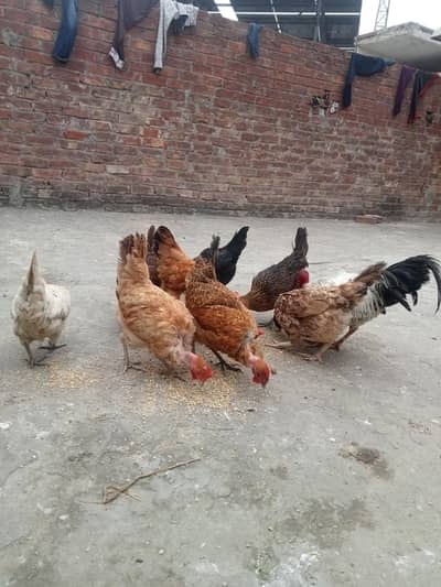 Desii murgii All eggs lying kár rahii ha 8 murgii ha or 1 Murga ha