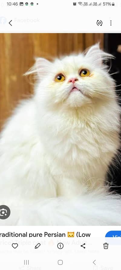 Pure white  tripple Coat Persian Male cat friendly Loving Family  pet3